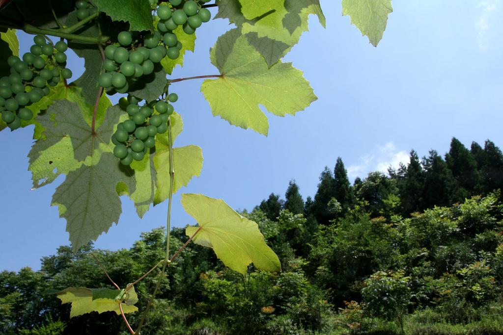 Farm stay Grand Canyon Chunlun Enshi
